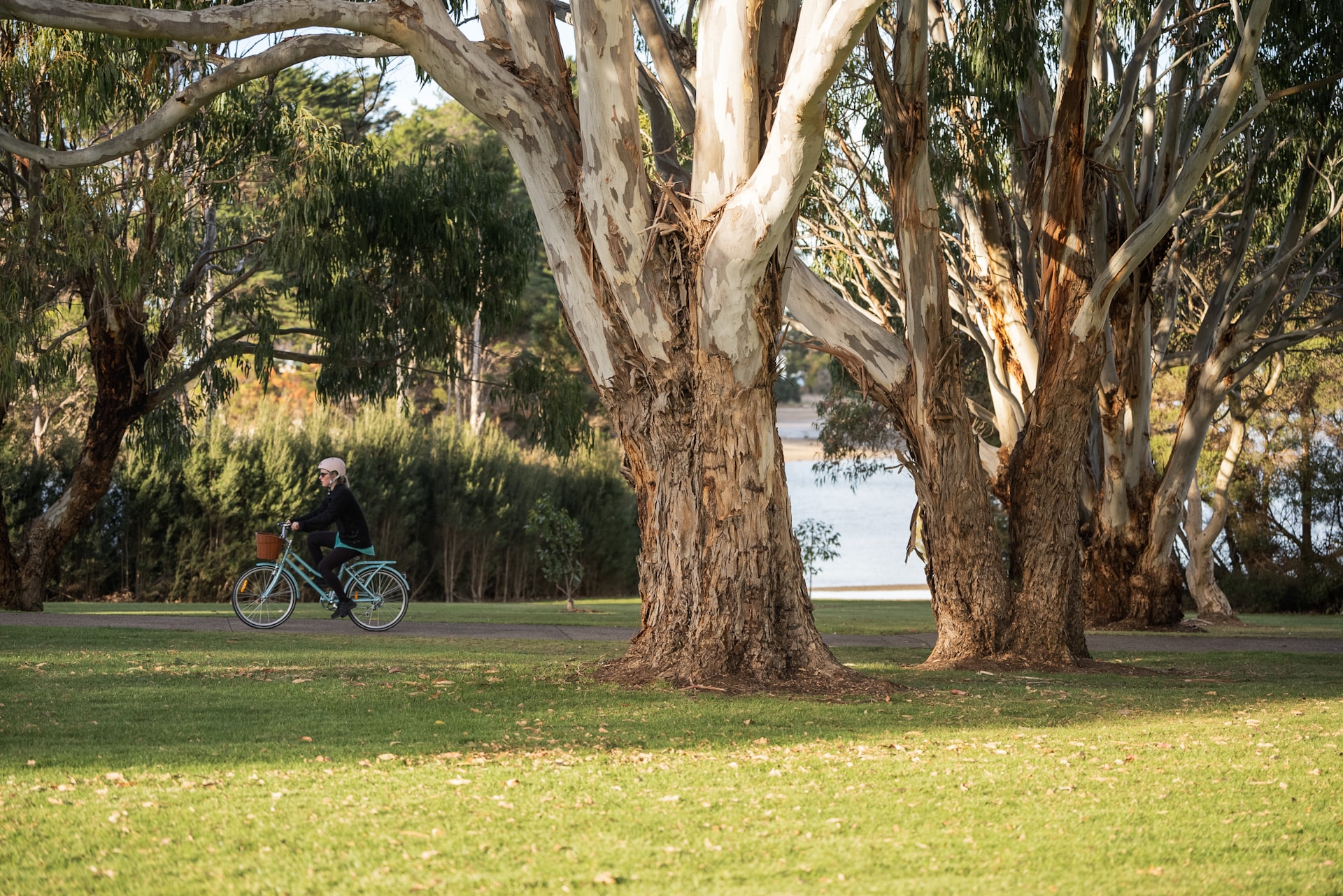 A person rides a bicycle along the Inglis River walking track in Wynyard, Tasmania, passing tall gum trees with peeling bark and green open parkland near the water’s edge. Ask ChatGPT