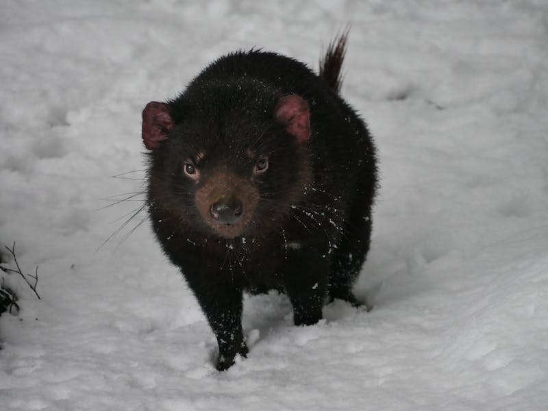 North West Tasmania Off Season | Close up of a Tasmanian Devil joey walking across white snow. His face looks grumpy, and his tail is sticking up behind giving him a slightly comical cartoon like appearance.