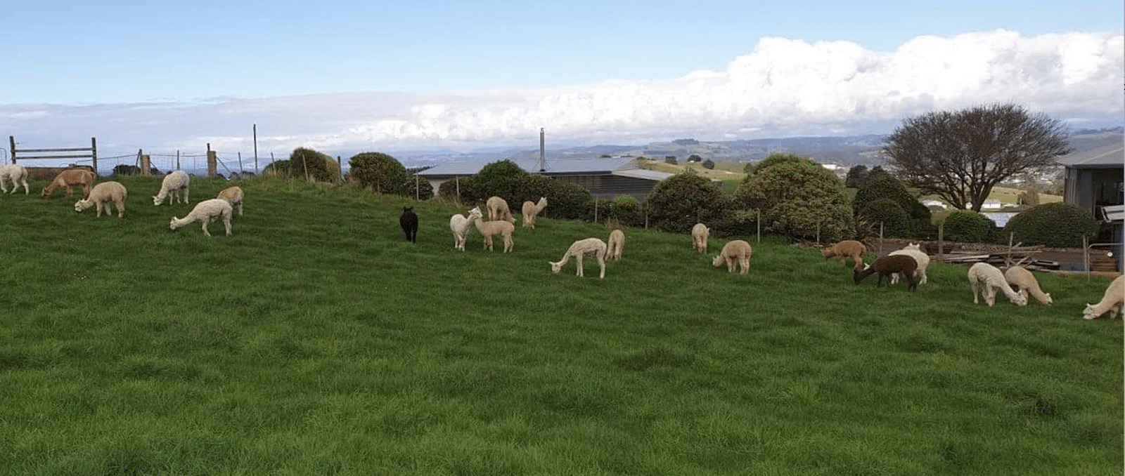 Towarri Alpacas