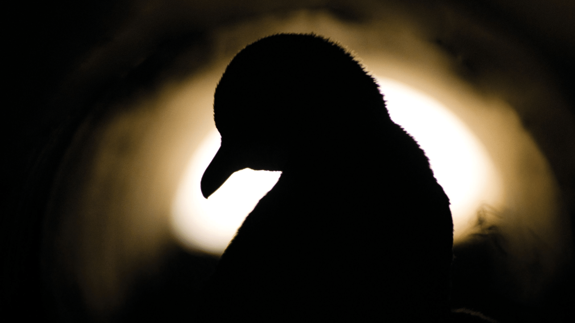 Silhouette of a penguin
