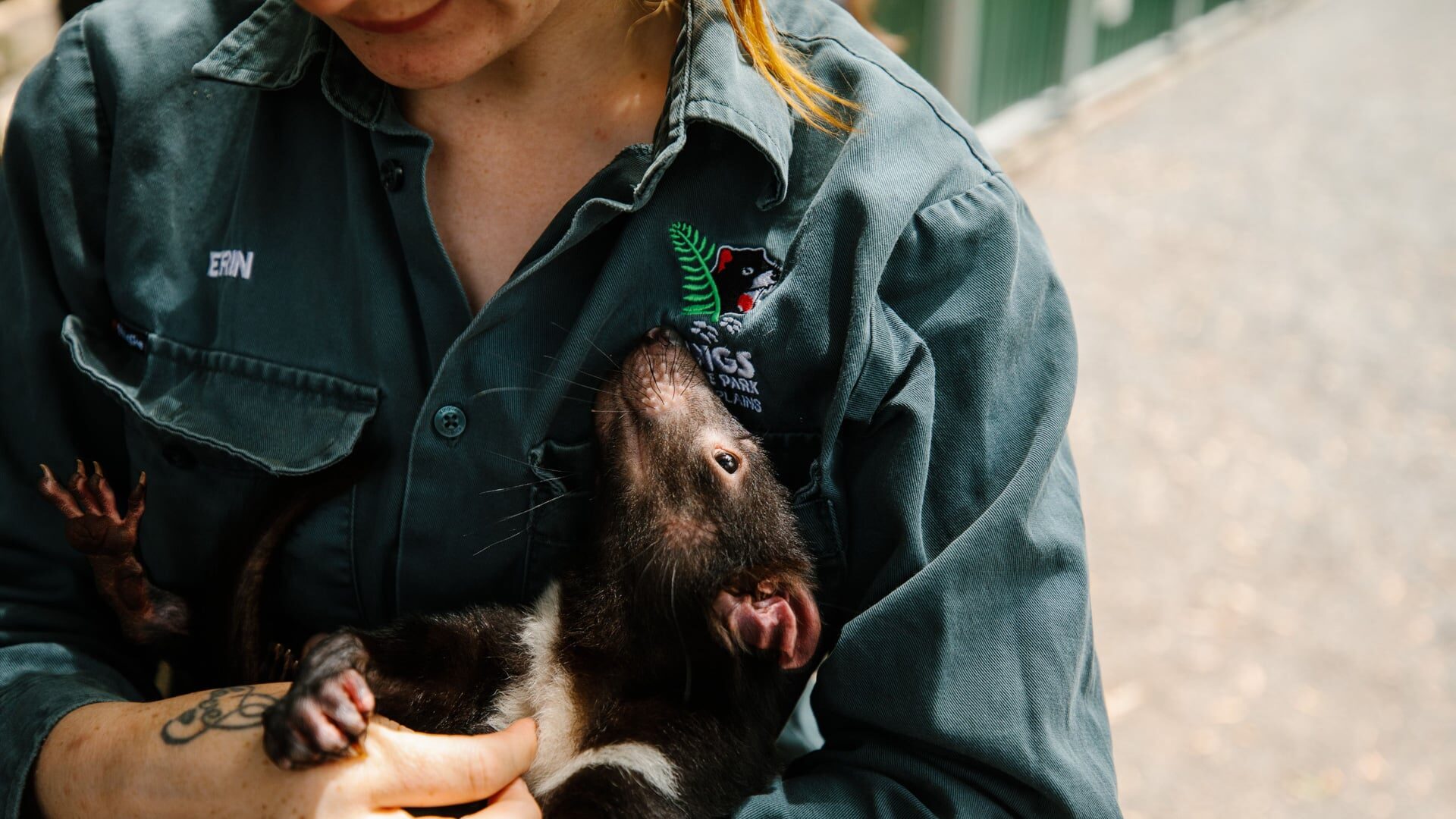 Wings Wildlife carer cradling a Tasmanian Devil cub. The cub is looking up at the face of the handler.
