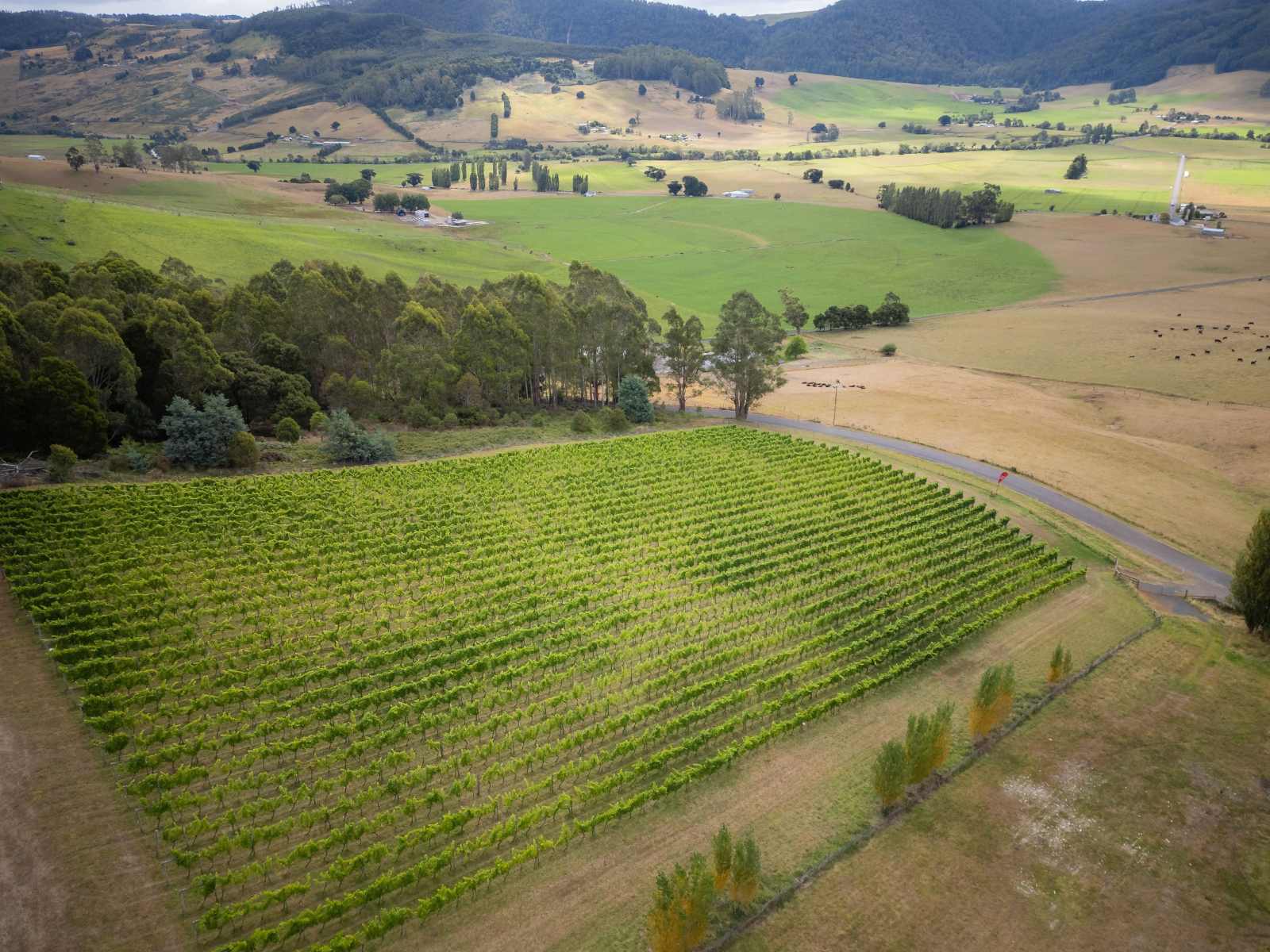 Leven Valley Vineyard