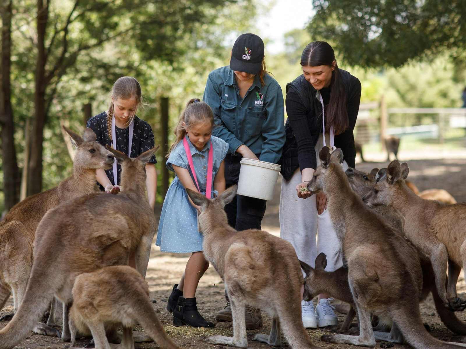 Wings Wildlife - feeding Kangaroos
