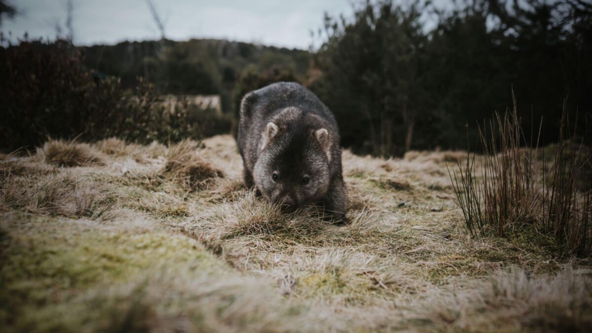 Wombat grazing in dry tussock grass at Cradle Mountain, with bush behind it