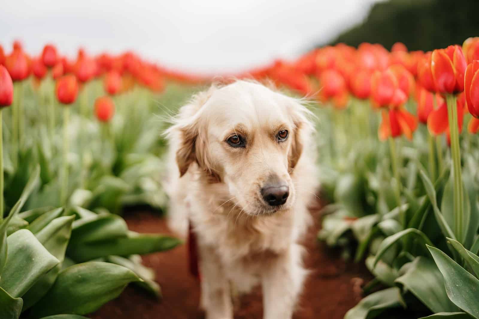 6 pet-friendly stays