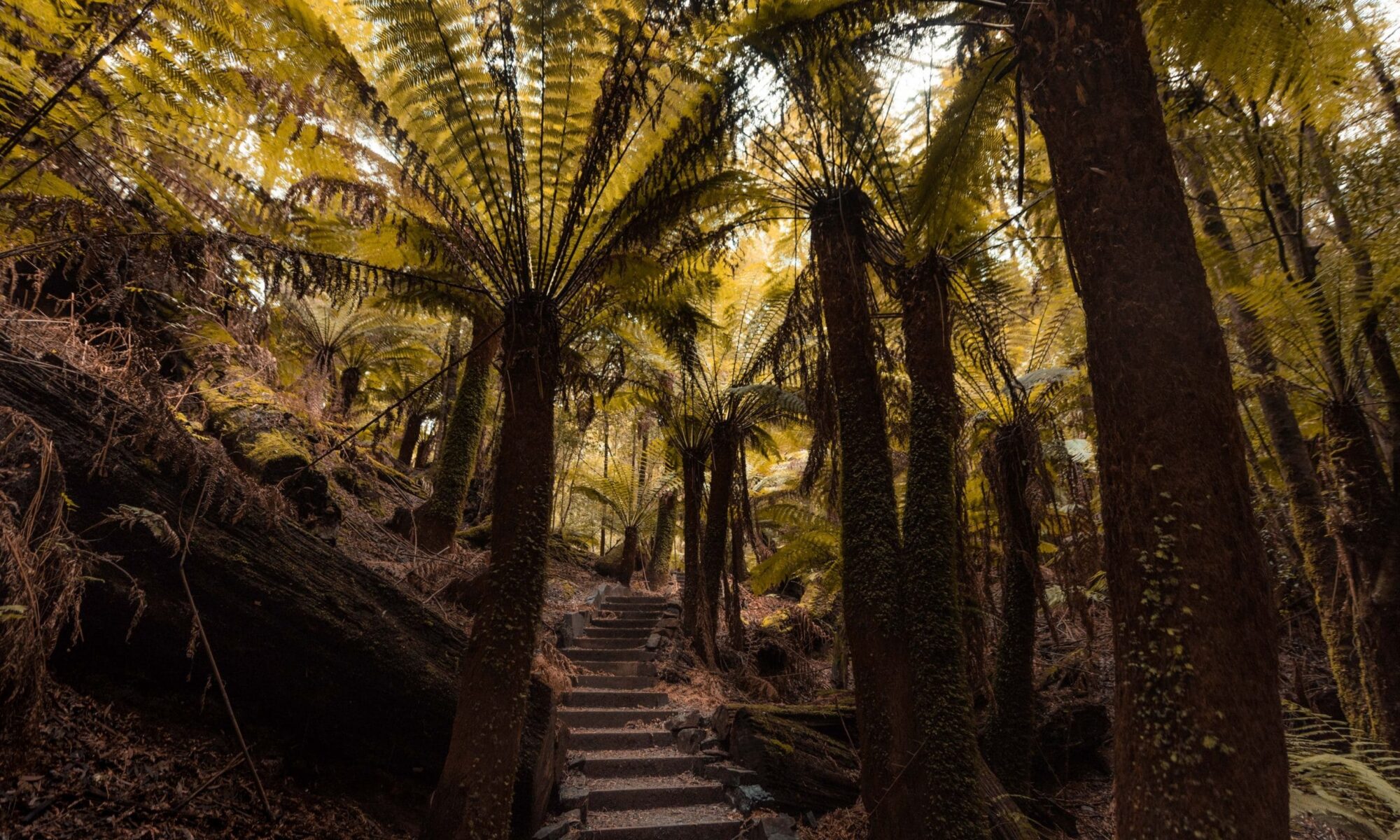 Boardwalk through cool temperate rainforest in takayna/Tarkine, Tasmania