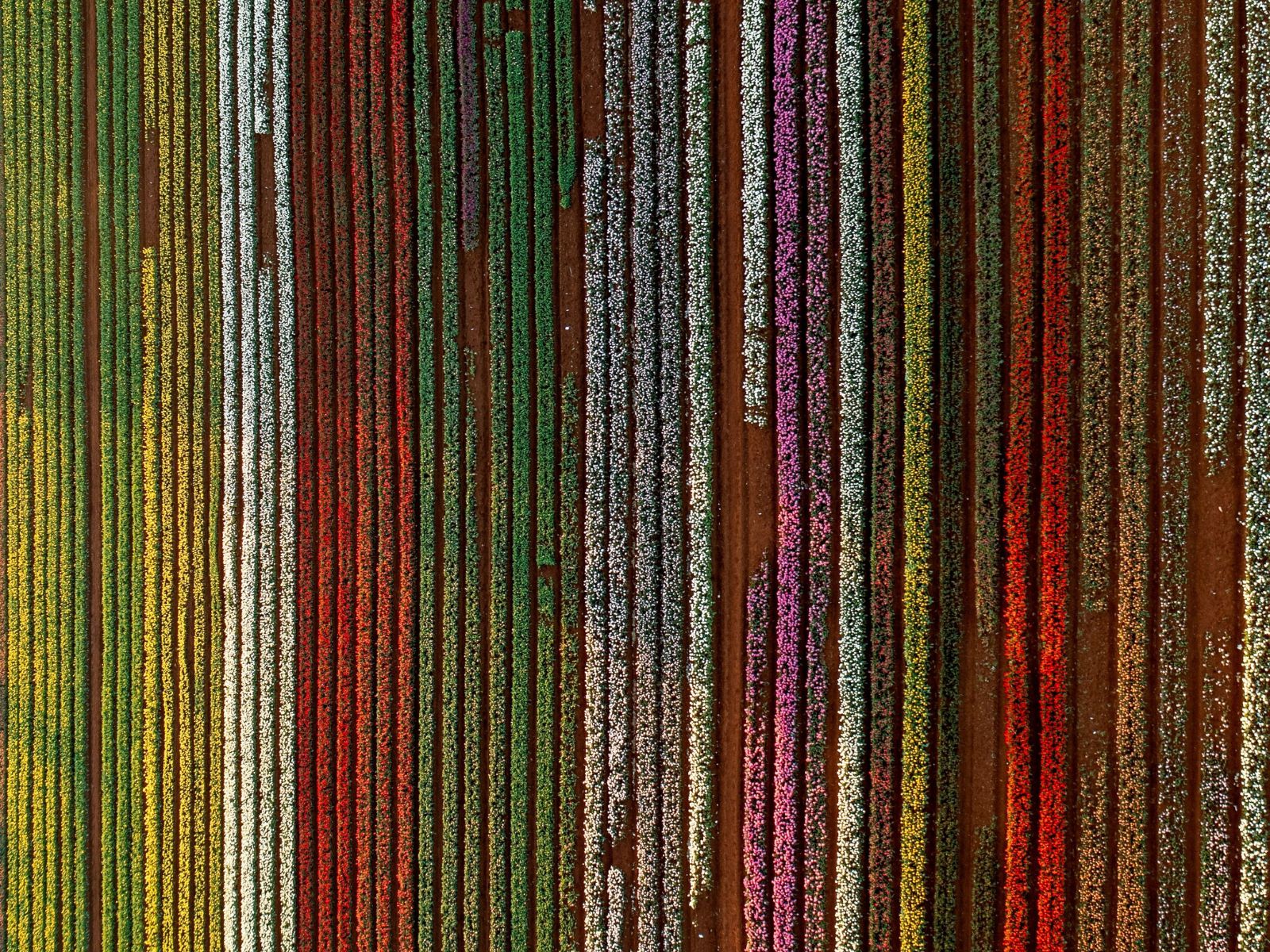 Aerial view of colourful tulip fields at Table Cape in North West Tasmania