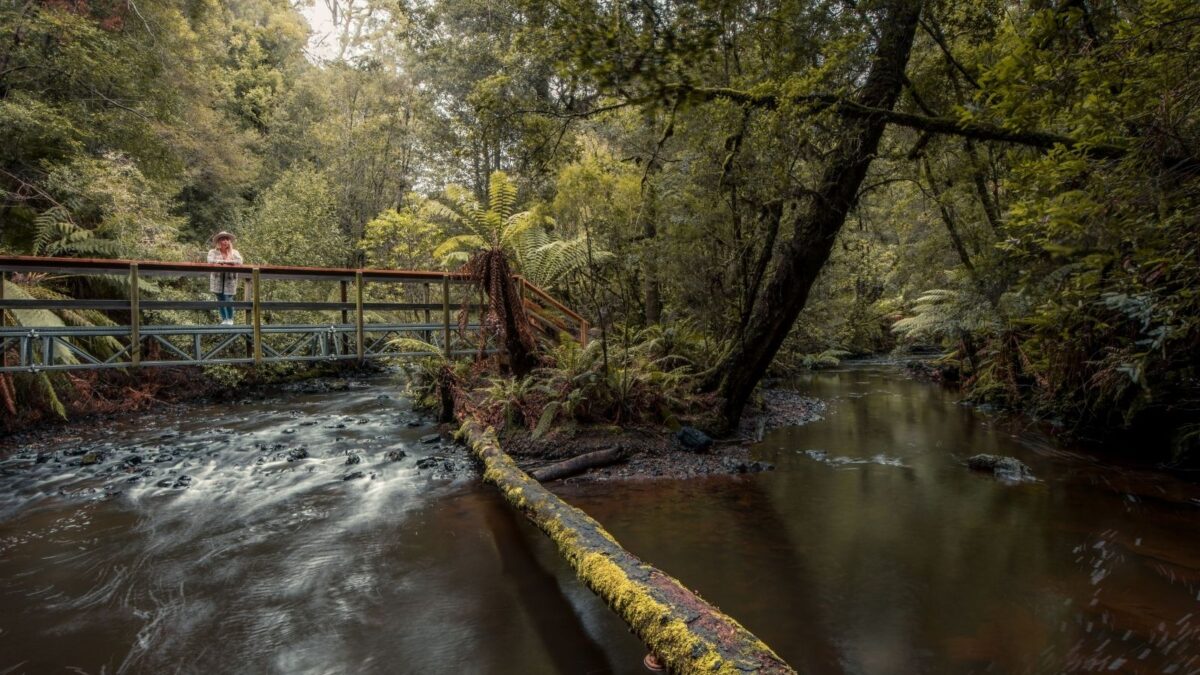 Visitor crossing a footbridge over Julius River in the takayna/Tarkine rainforest