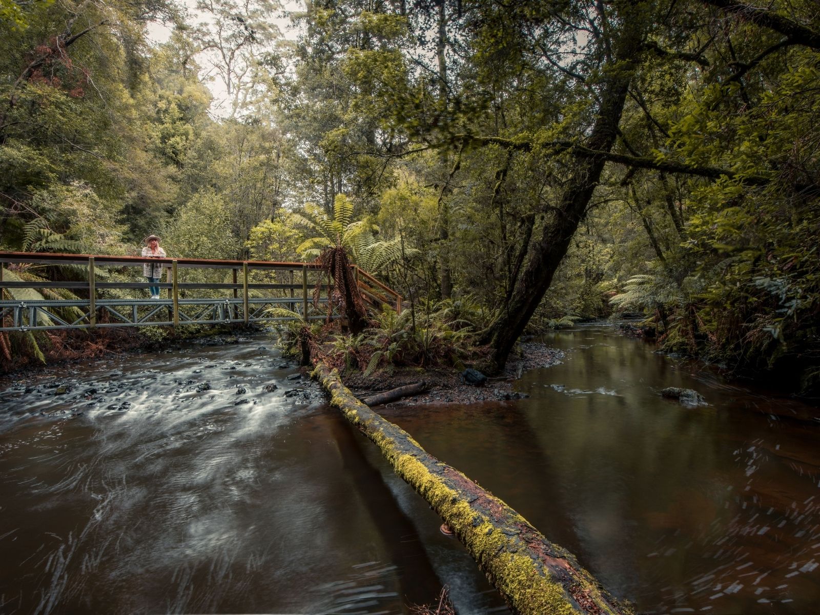 Visitor crossing a footbridge over Julius River in the takayna/Tarkine rainforest