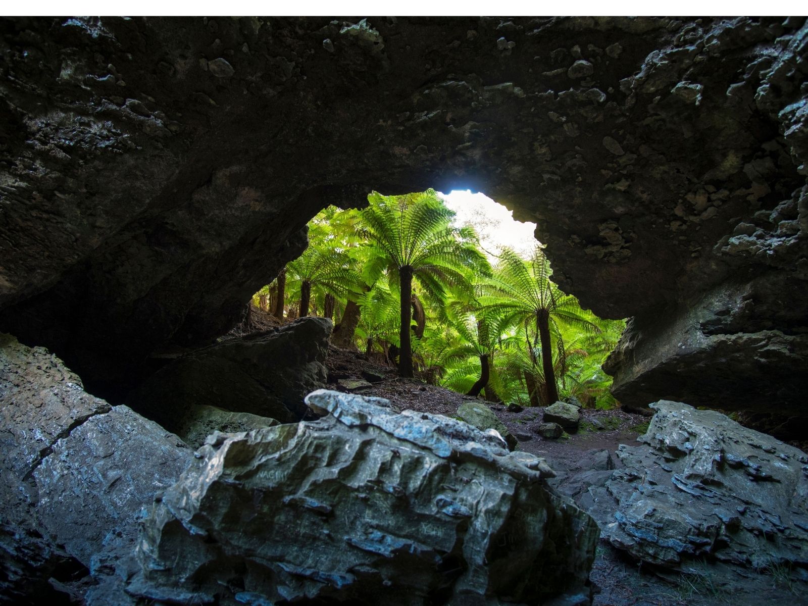 Tree ferns seen through the limestone opening of Trowutta Arch in Tasmania