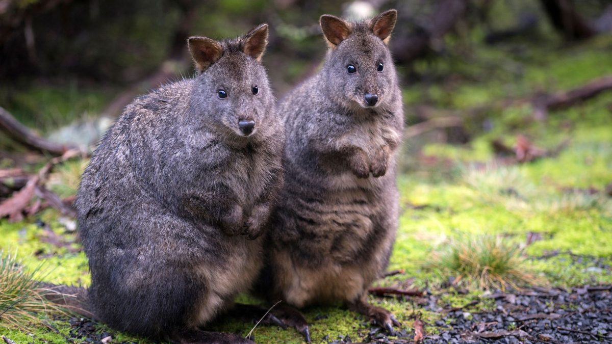 Two little pademelons standing side by side on a mossy patch