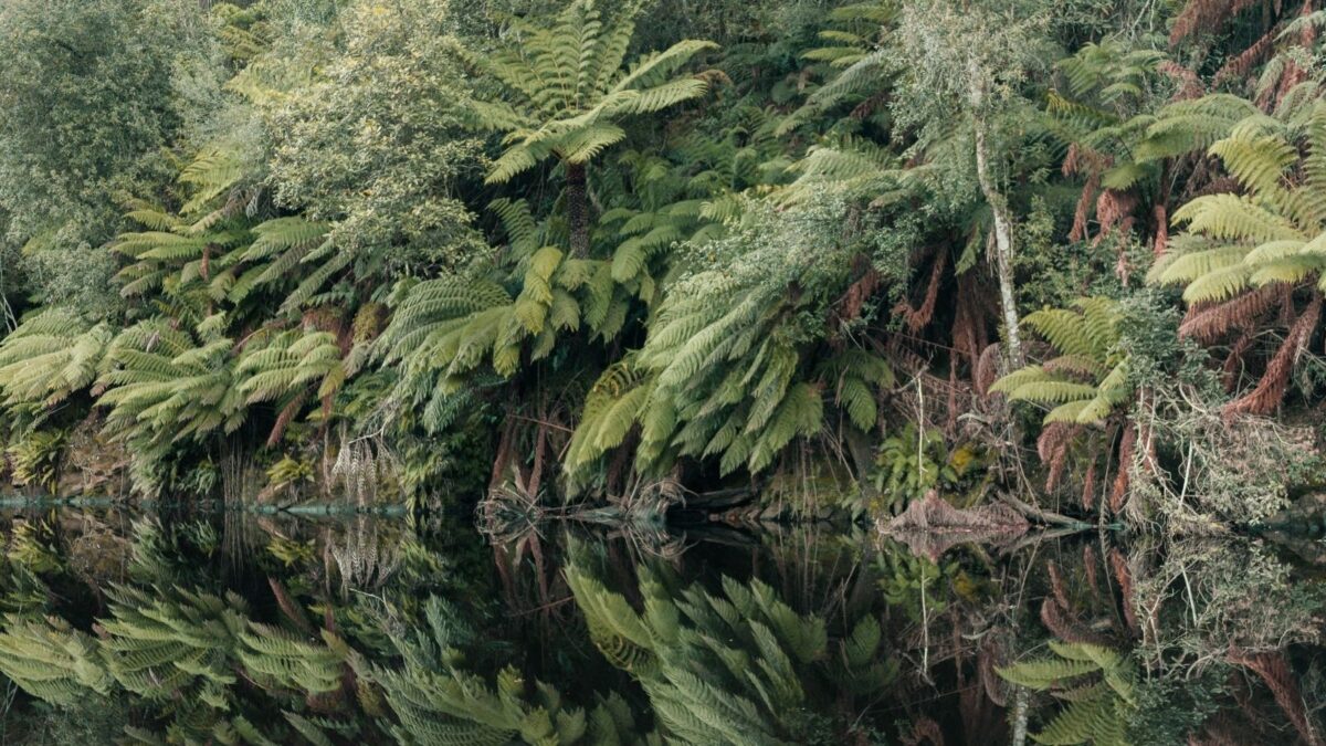 Tree ferns reflected in the calm Emu River at Fern Glade Reserve near Burnie