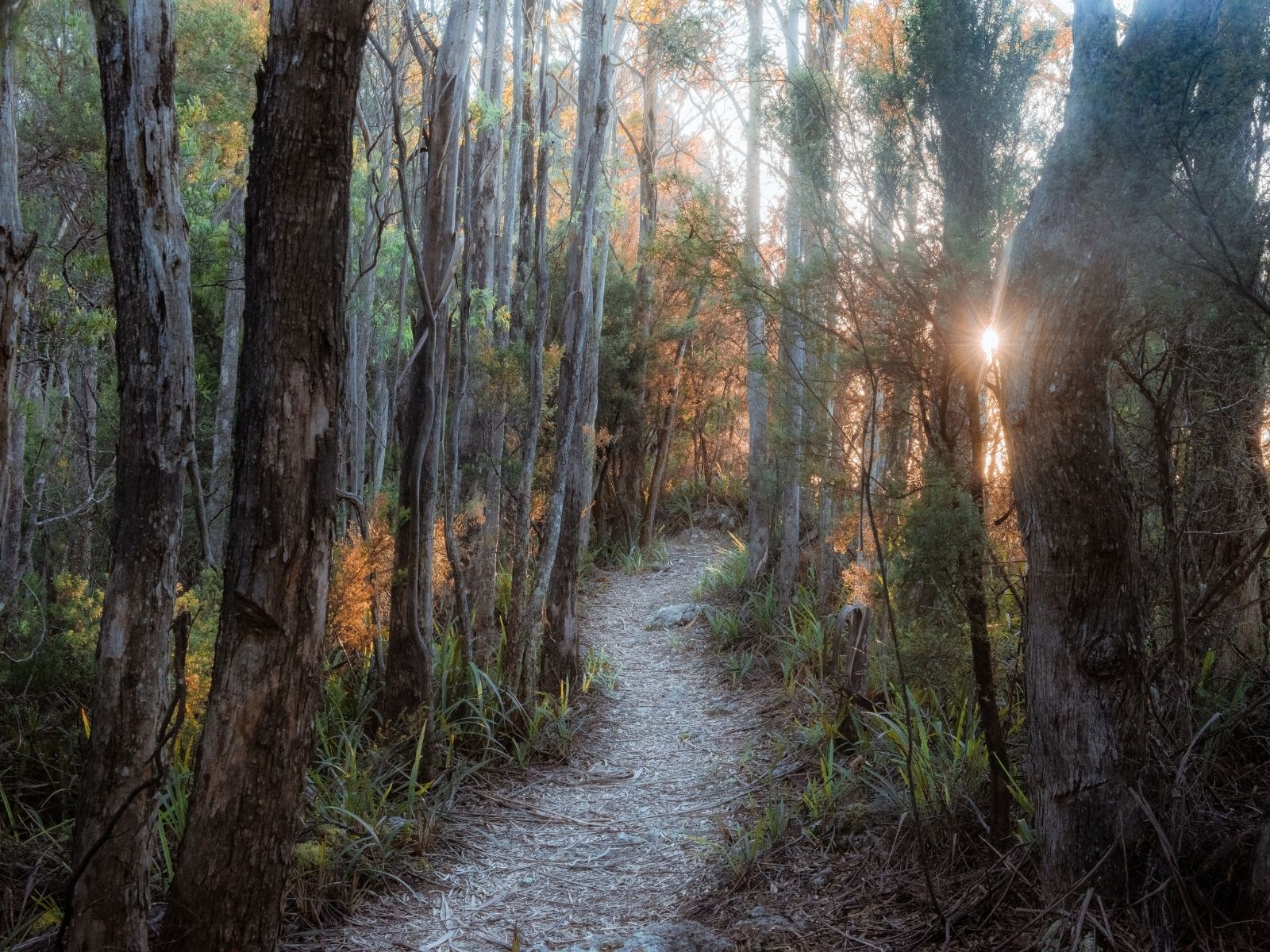 Sunlight filtering through native forest along the Mount Montgomery walking track in the Dial Range