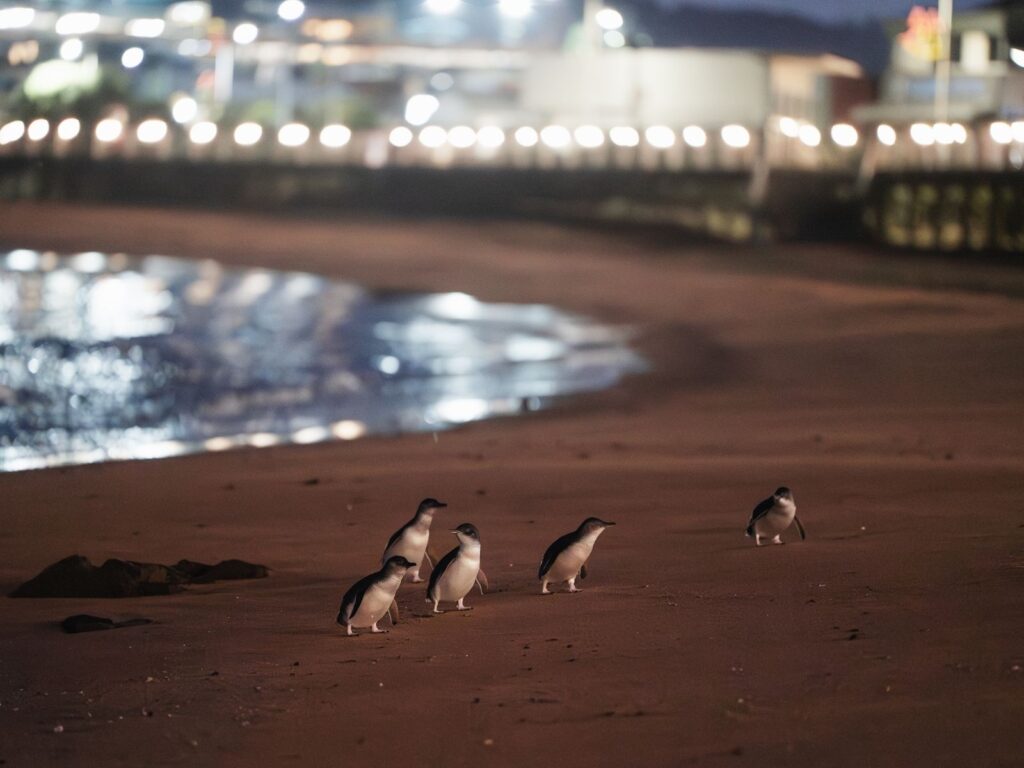 Little penguins returning to the beach beside Burnie’s waterfront at night