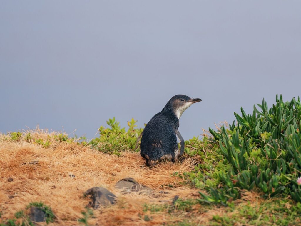 Little penguin standing beside coastal vegetation on Tasmania's North West.