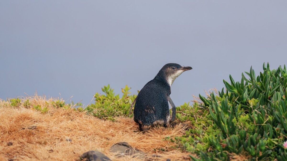 Little penguin standing beside coastal vegetation on Tasmania's North West.
