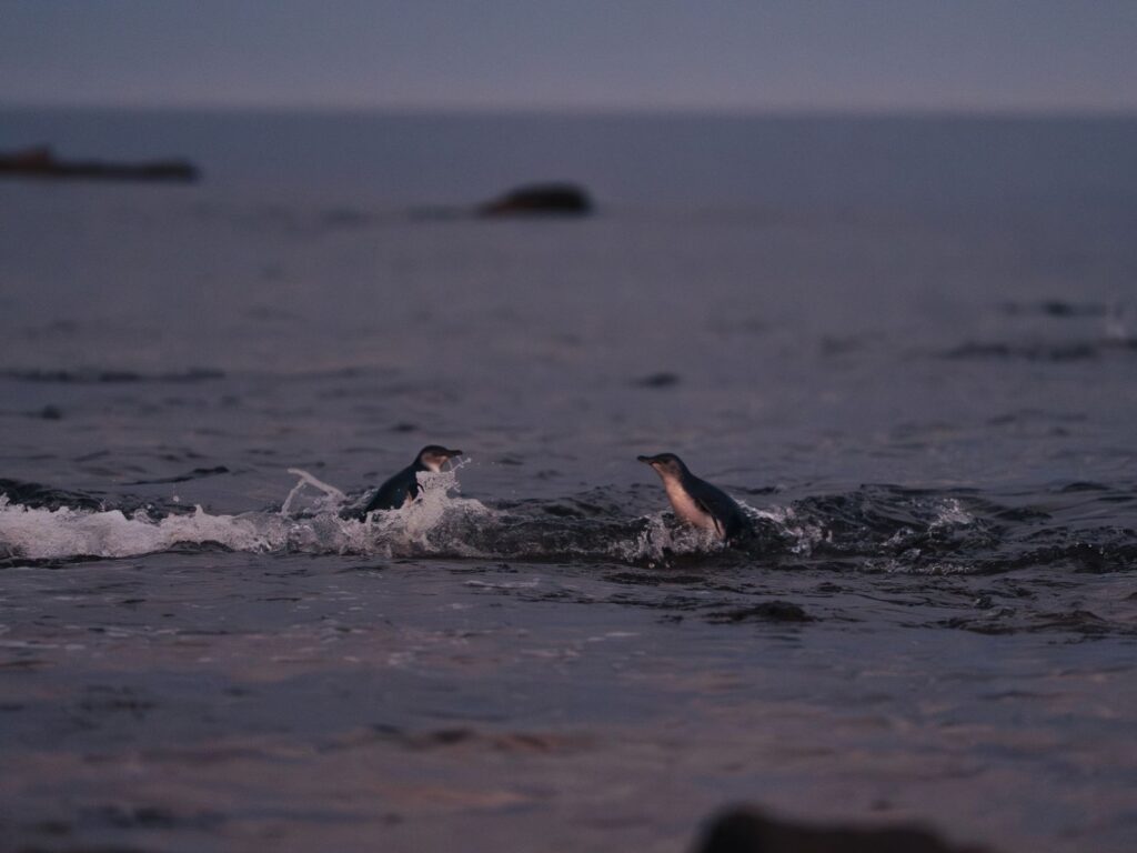 Two little penguins swimming through shallow water near Burnie’s waterfront