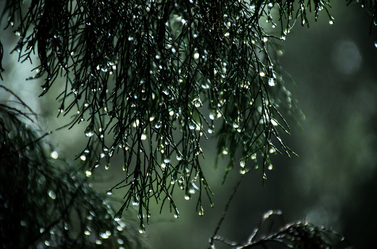 Raindrops hanging from dark conifer branches, with a soft green blur of wet bush behind