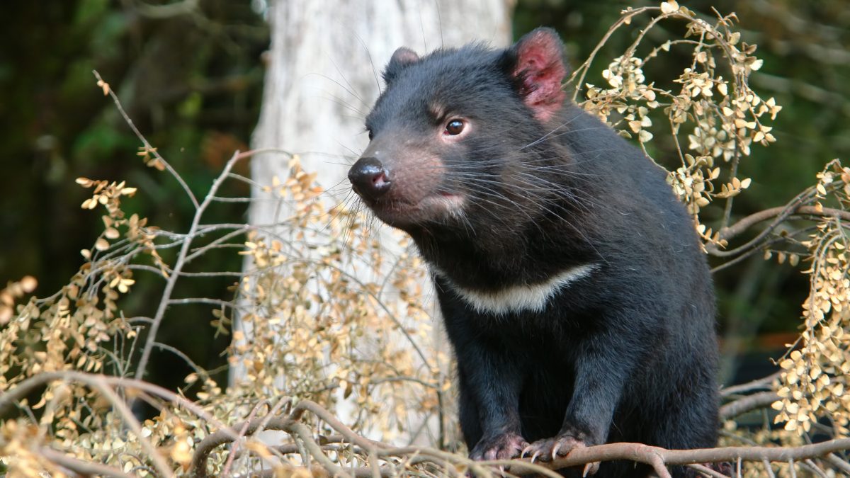 Tasmanian devil with a white chest stripe, perched on dry branches in front of a pale tree trunk