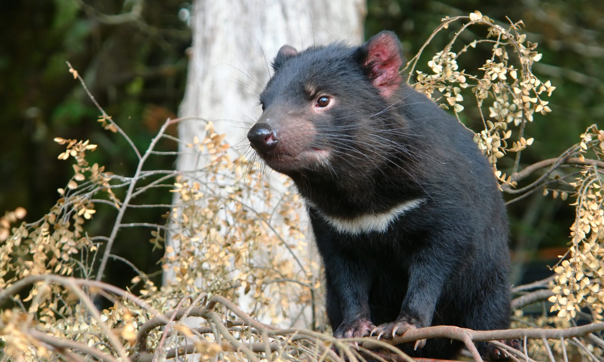 Tasmanian devil with a white chest stripe, perched on dry branches in front of a pale tree trunk