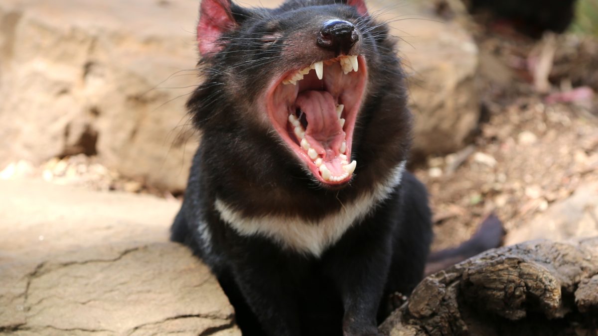 Tasmanian devil with its mouth wide open, showing its teeth, sitting between rocks and a fallen log