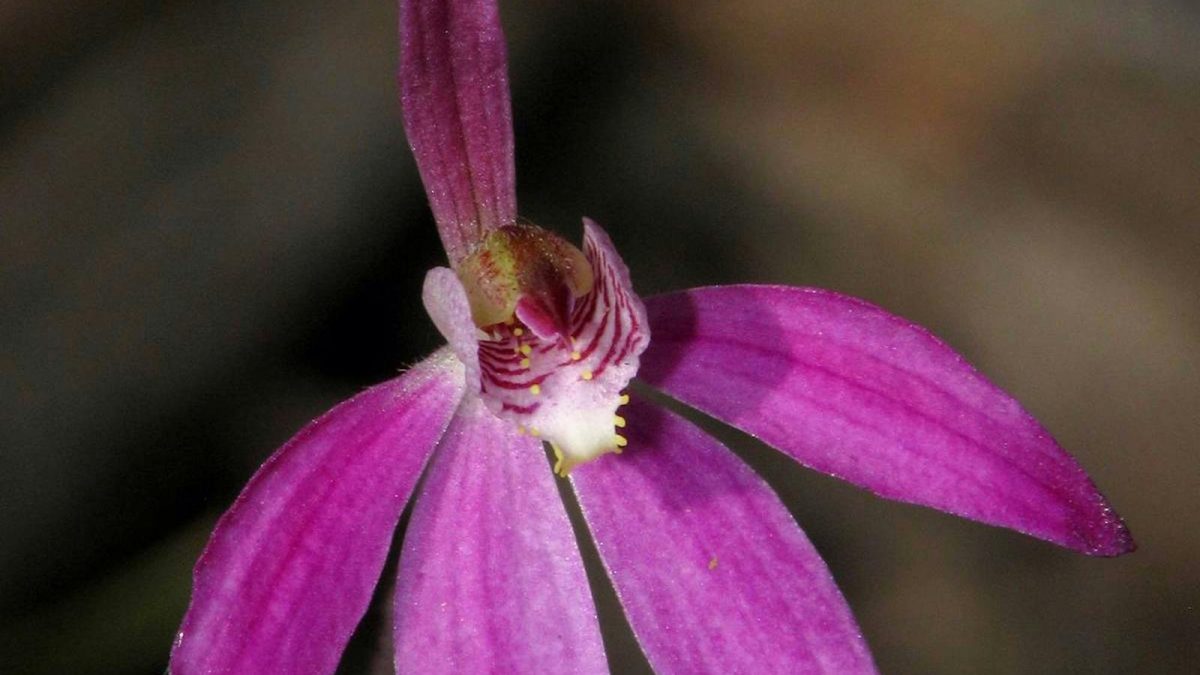 Close-up of a pink native orchid flowering near Latrobe, Tasmania.