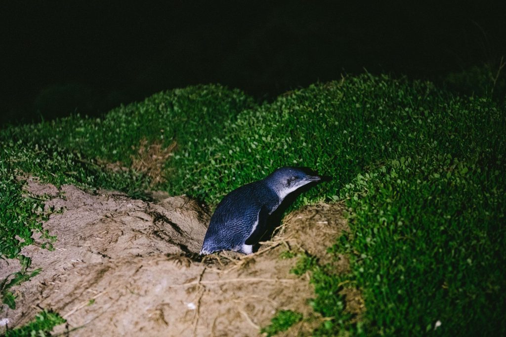 Little penguin emerging from its burrow onto a grassy dune at night