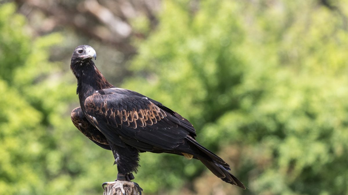 Wedge-tailed eagle perched on a weathered wooden post, looking back over its shoulder against green bush
